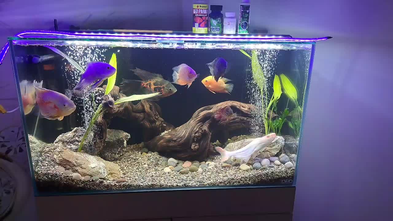 فروش اکواریوم|ماهی|لاهیجان, کوی خزر|دیوار