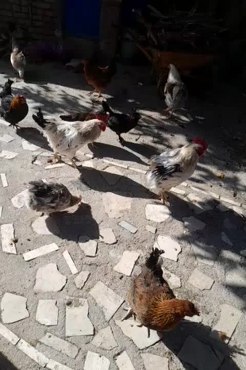 تخم مرغ محلی|خوردنی و آشامیدنی|عجب شیر, |دیوار