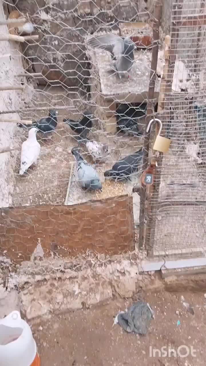 پابند کبوتر|بدلیجات|فردوس (خراسان), |دیوار