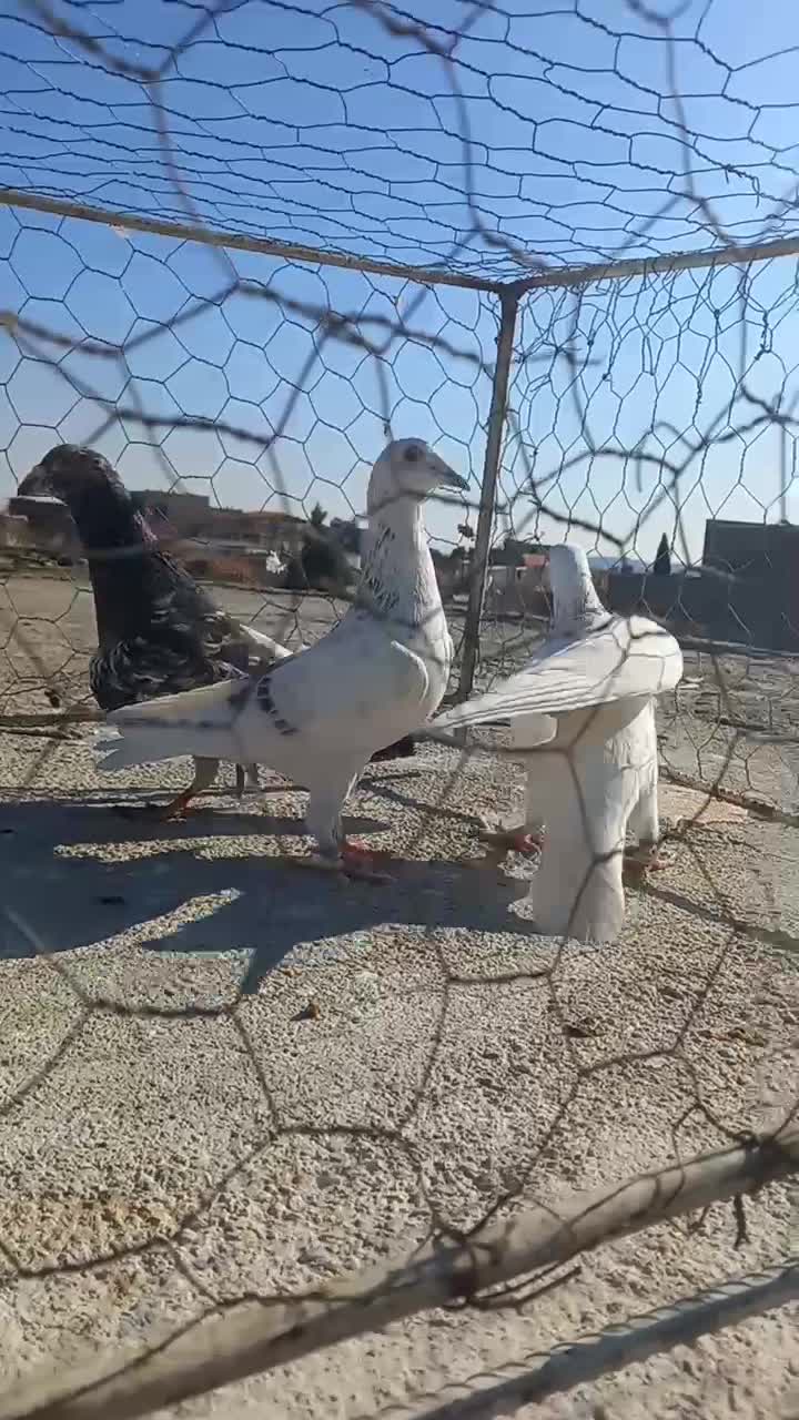 کبوترر|پرنده|اسفراین, |دیوار