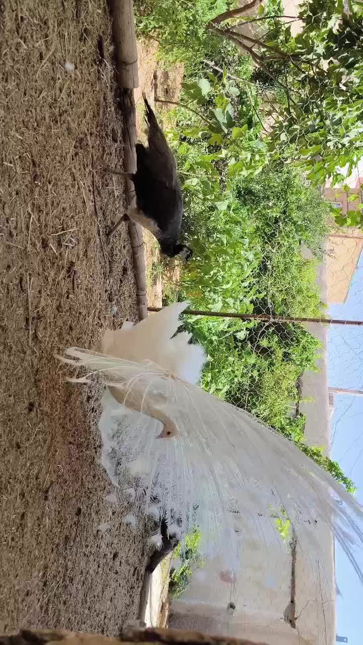 طاووس|پرنده|مشهد, کوه سنگی|دیوار