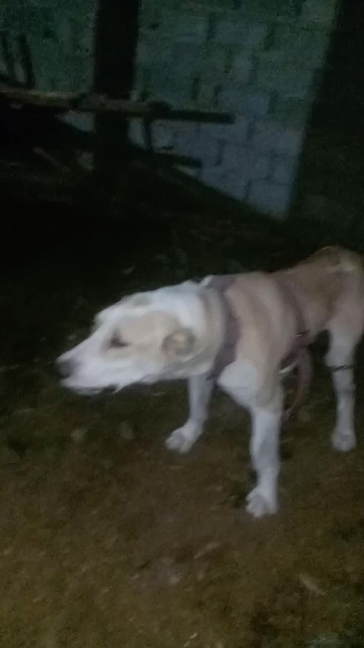 سگ توله البای ۱۱ ماهه|سگ|گرگان, |دیوار