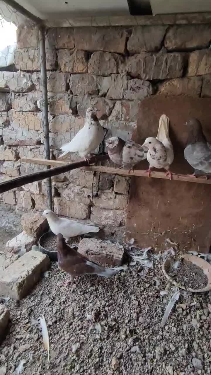 کفتر|پرنده|ساوه, |دیوار