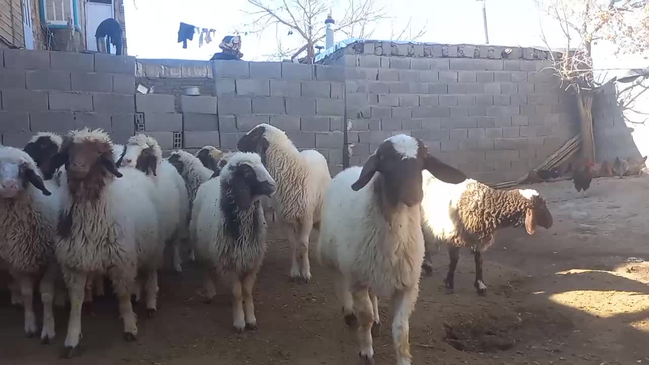 بره گوسفند|حیوانات مزرعه|گهواره, |دیوار