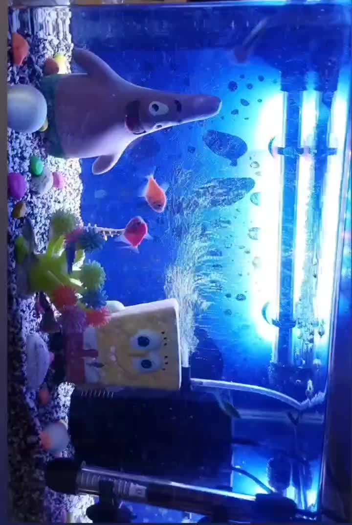 اکواریوم|ماهی|بروجرد, |دیوار