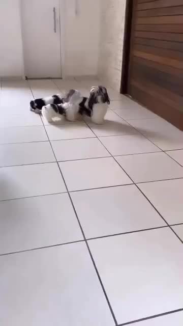 شیتزو سوپرفلت تیپ اروپایی فلت|سگ|کرج, کیانمهر|دیوار