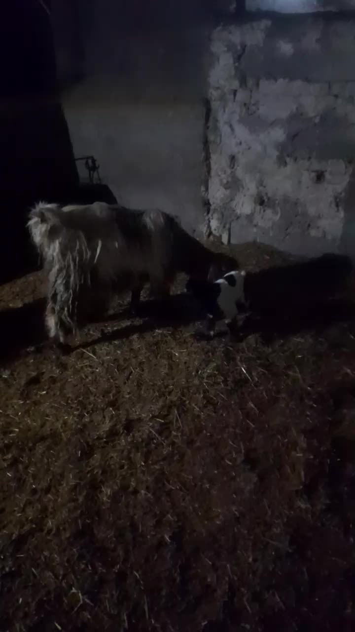 ۲ عددبز بزغاله دار شکم  اول|حیوانات مزرعه|پیشخور, |دیوار