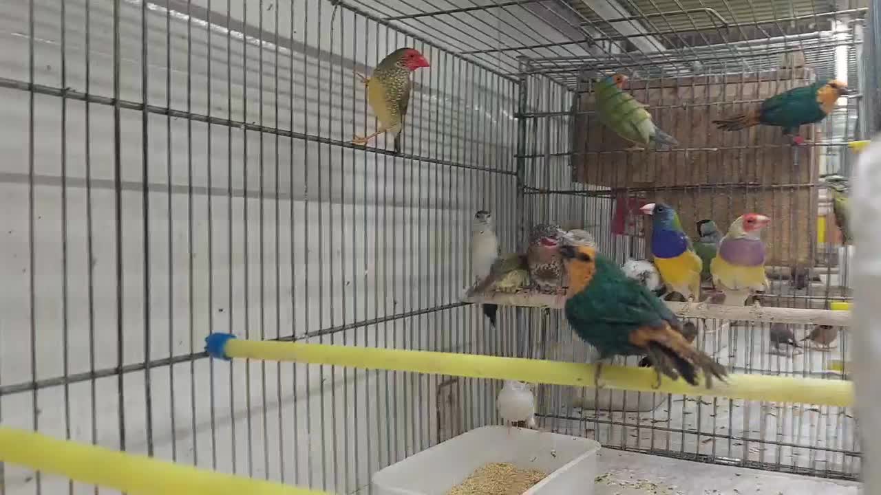 فنج گلدین|پرنده|شیراز, شهرک پرواز|دیوار