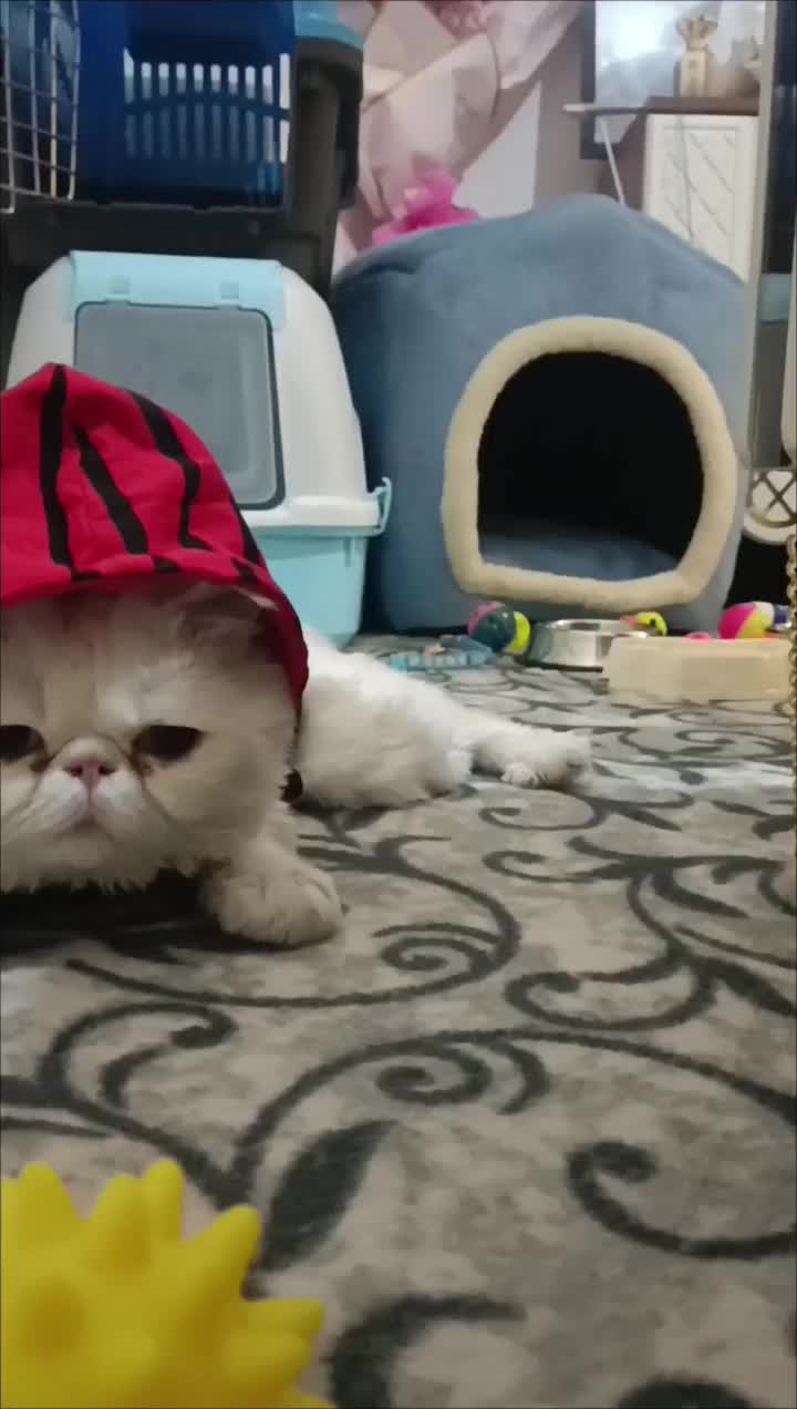 گربه پرشین سوپرفلت اصل|گربه|ارومیه, |دیوار