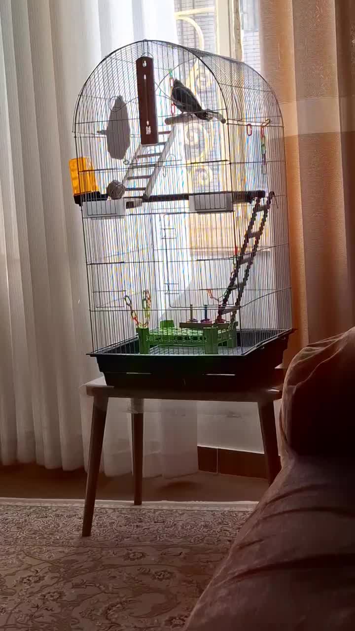 جوجه عروس هلندی سینامون نر|پرنده|سنندج, |دیوار