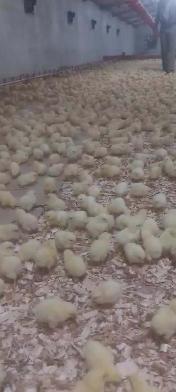 کار کر مرغداری کوشتی|استخدام سرایداری و نظافت|هشترود, |دیوار