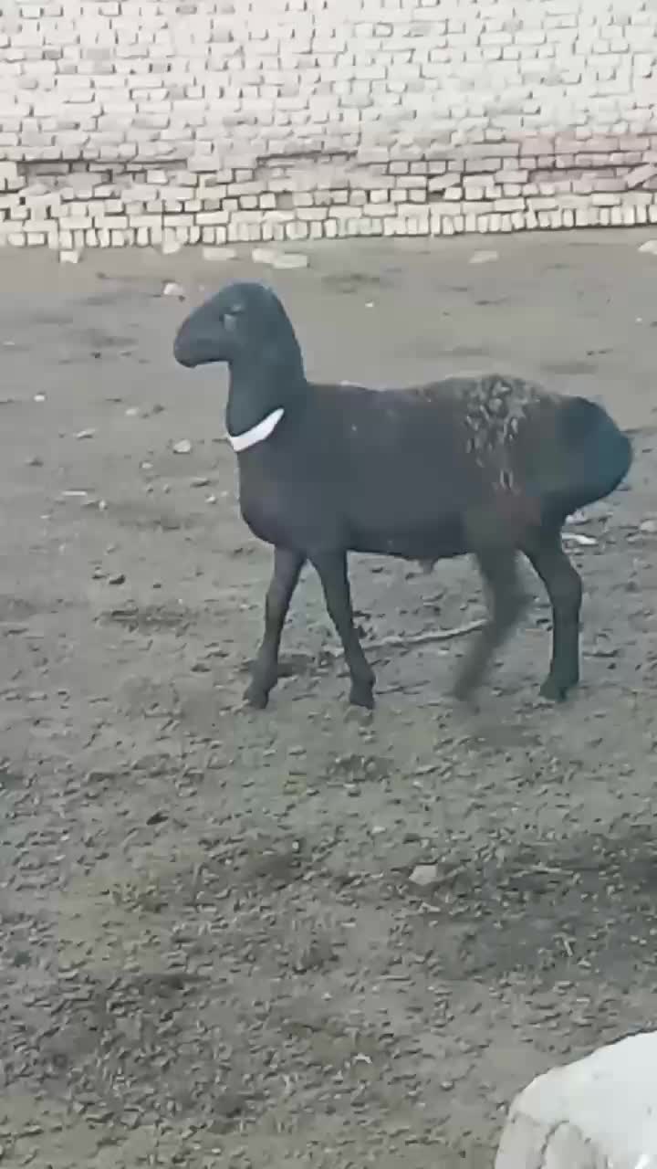 ۱۰ راس بره قوچی و بره ماده چینی قندوزی اصیل افغان|حیوانات مزرعه|قزوین, |دیوار