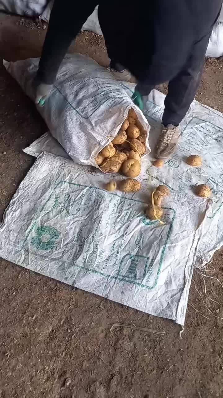 سیب بذری وارداتی ۴۰۲ و ۴۰۳|خدمات باغبانی و درختکاری|شیراز, حافظیه|دیوار