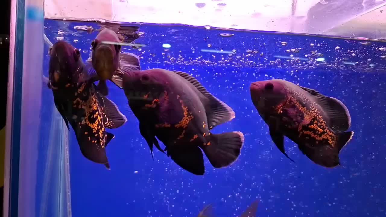 ماهی اسکار|ماهی|ملایر, |دیوار