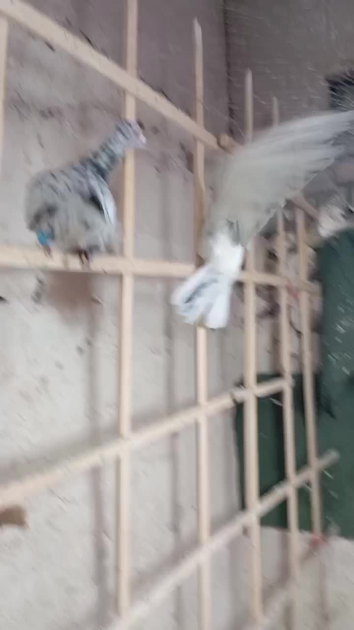 2 تا هفترنگ|پرنده|محمدیه-قزوین, |دیوار