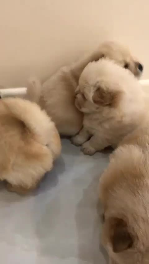 چاوچاو پرتقالی و سفید درجه یک|سگ|فیروزکوه, |دیوار