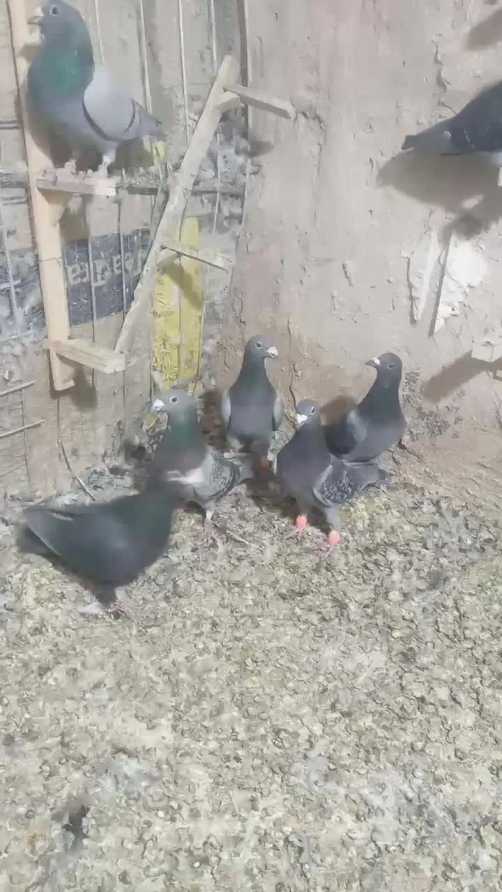 کبوتر آلمانی|پرنده|قائن, |دیوار