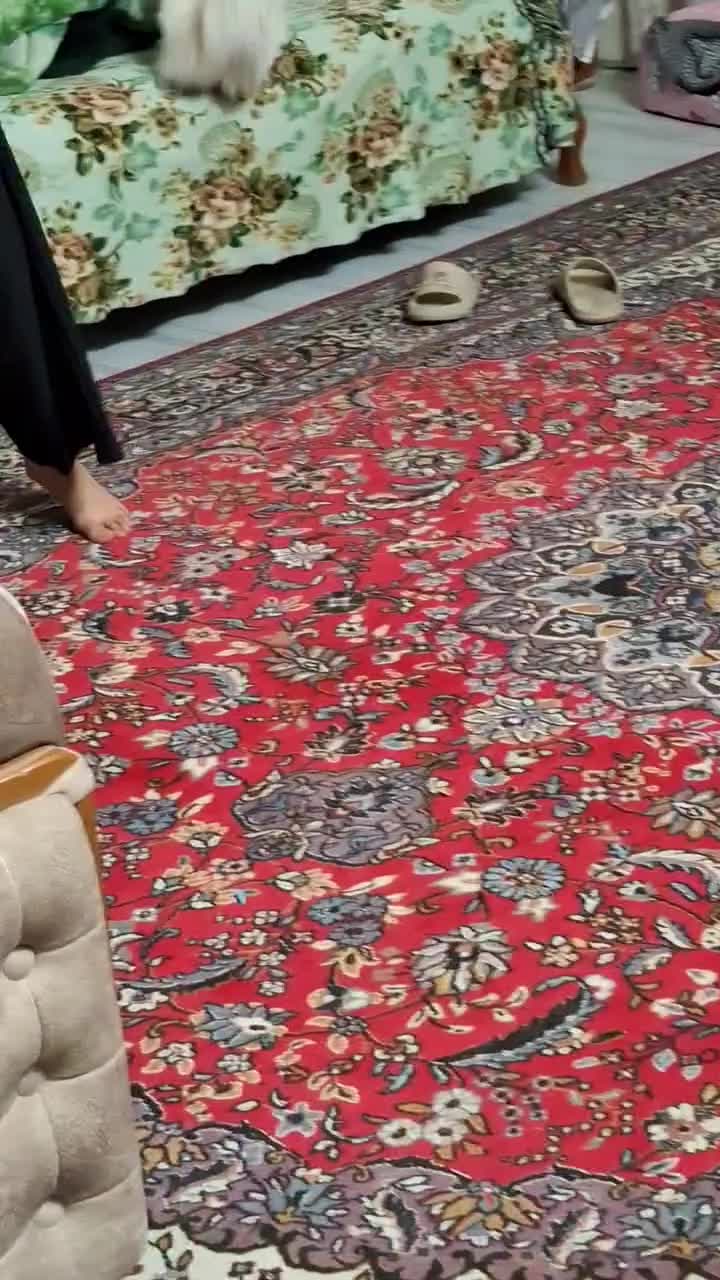 پامرروباهی سایزریزماده دمه فحل|سگ|اصفهان, شفق|دیوار