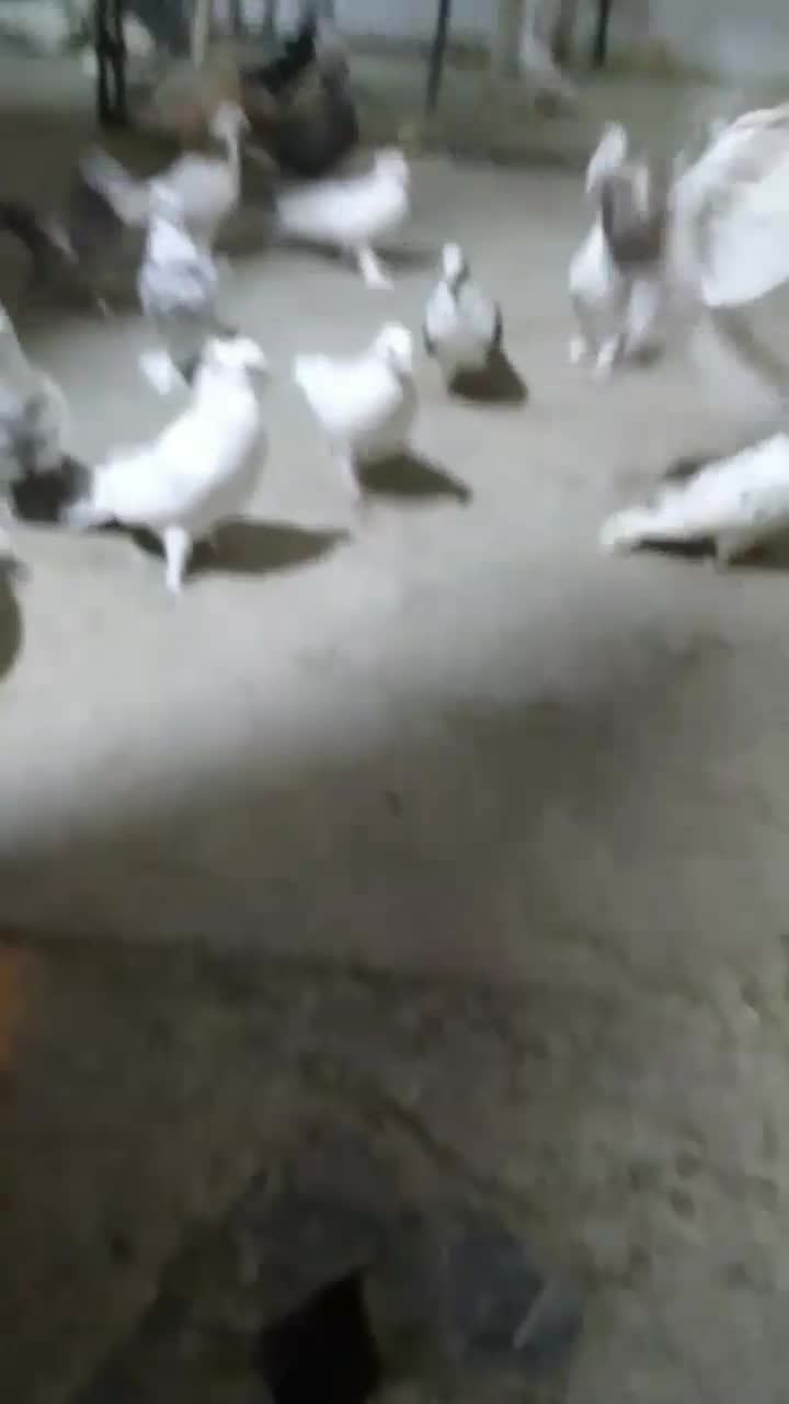 کفتر|پرنده|داران, |دیوار