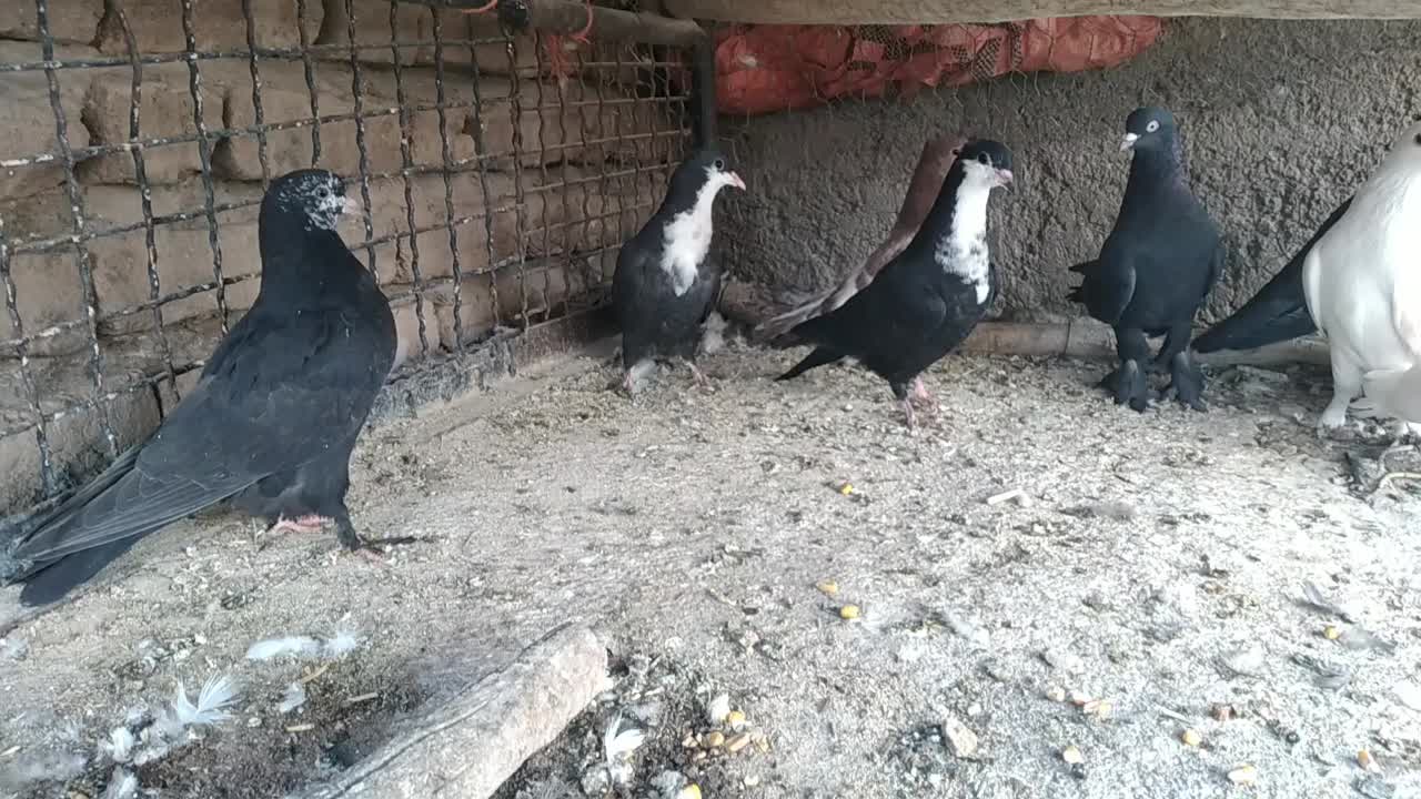 ریش زاغ سفید و.... بردسیر|پرنده|کرمان, |دیوار