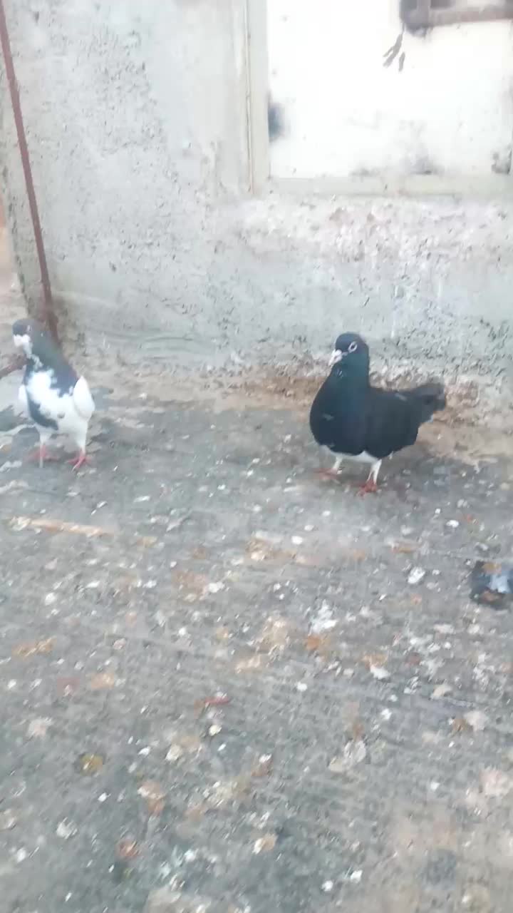 کبوتر خال|پرنده|کازرون, |دیوار