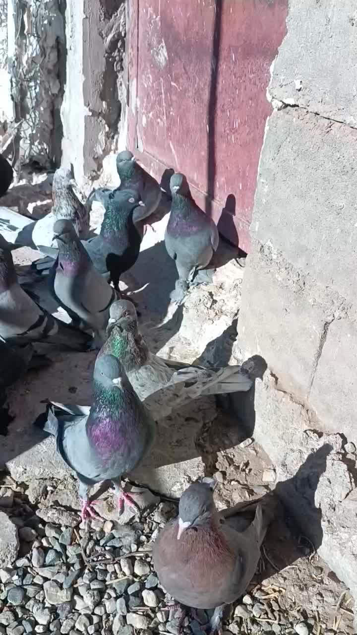 بل نر بازیکن سبز زاغ|پرنده|ریگان, |دیوار