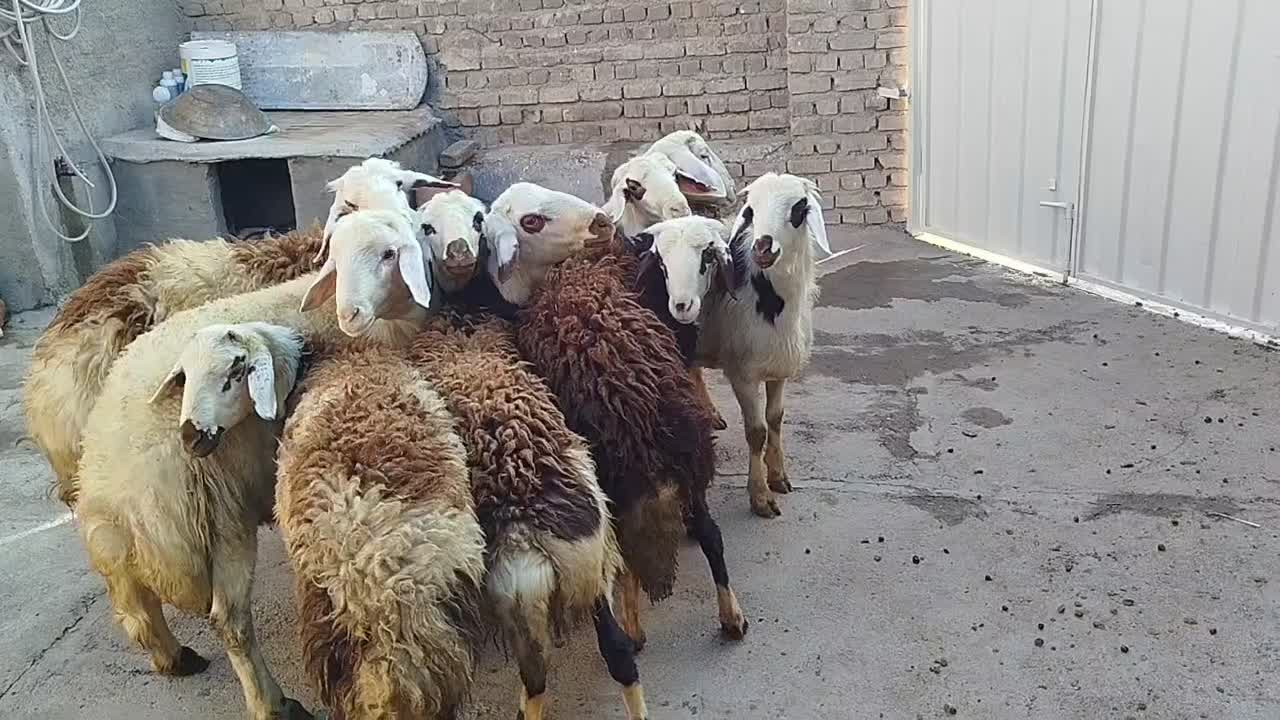 بره قورچ تخمی|حیوانات مزرعه|بروجرد, |دیوار