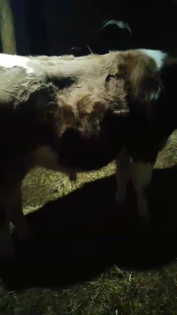 گاو|حیوانات مزرعه|ارومیه, |دیوار