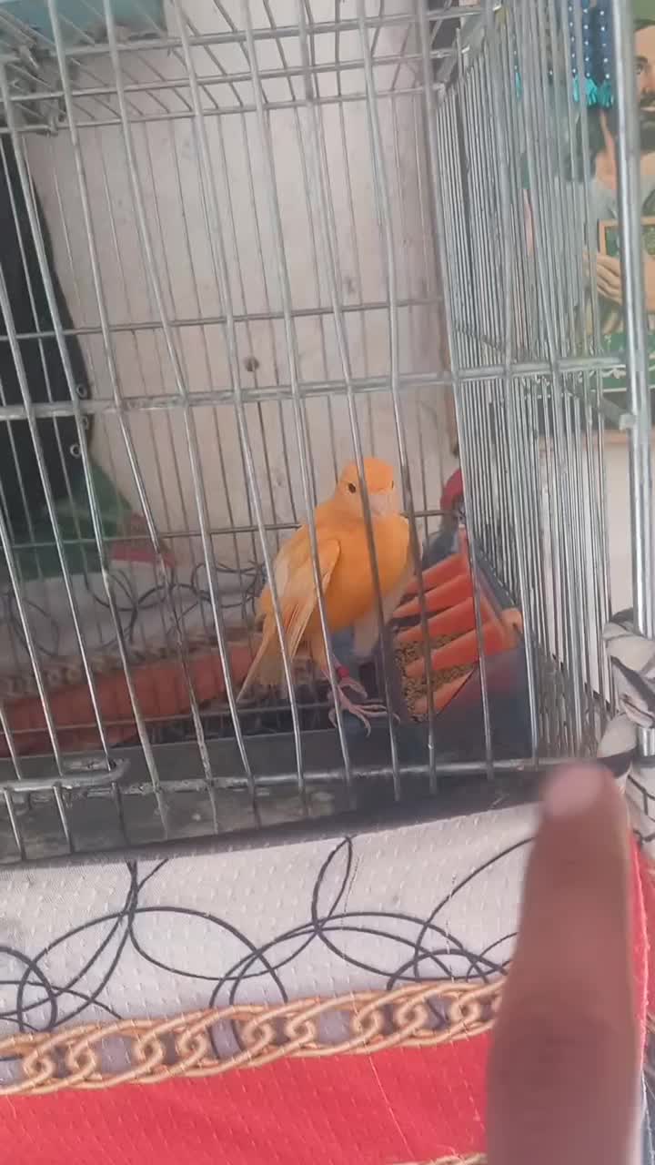 قناری نر ردفاکتور|پرنده|ایلام, |دیوار