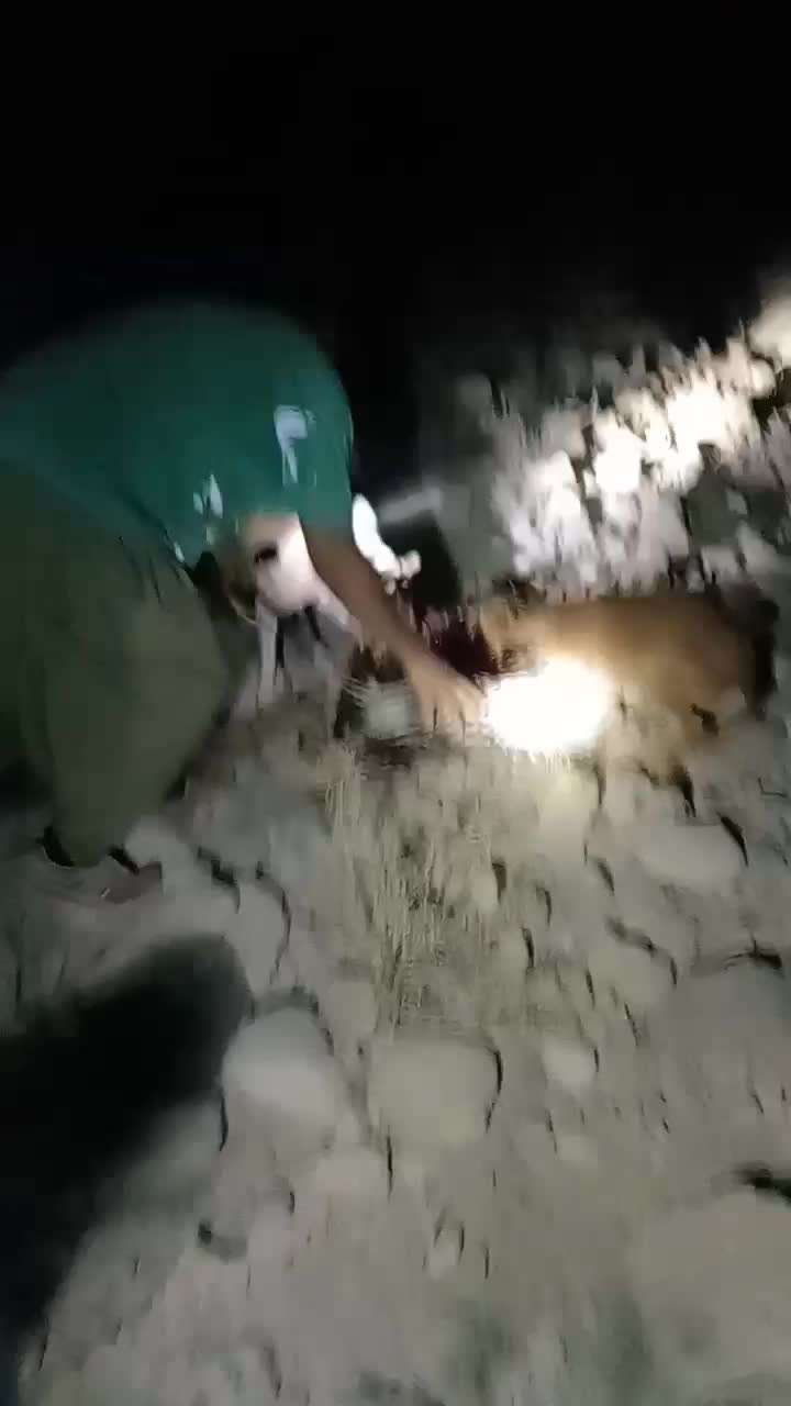 فروش یک عدد سگ آدرس خودبستک|سگ|بستک, |دیوار