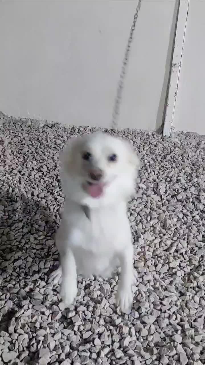 سگ اشپیتز روباهی 2 ساله قیمت 3500|سگ|کوه چنار, |دیوار