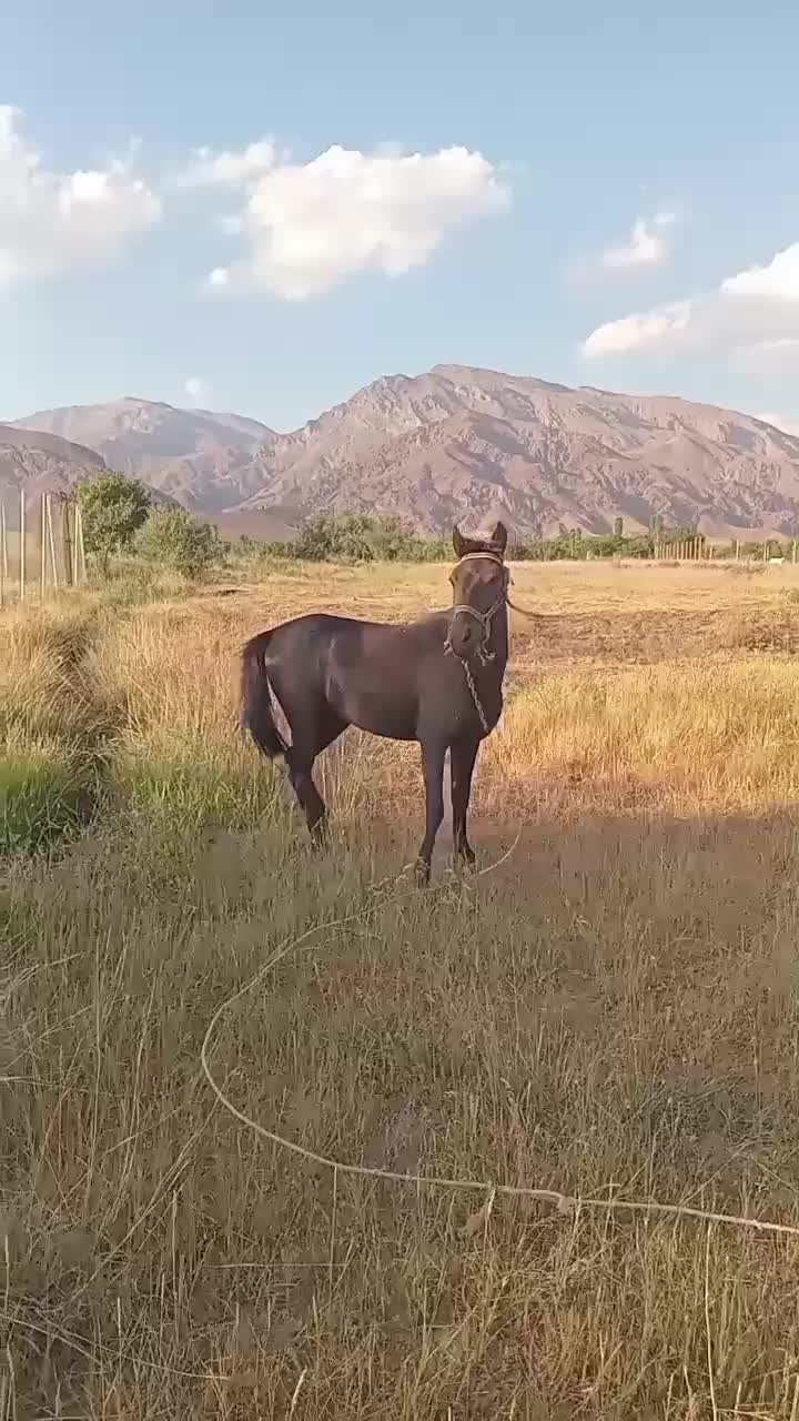 اسب هفت ساله فوق العاده  ارام|اسب و تجهیزات اسب‌سواری|هشتگرد, شهرک ولیعصر (مصلی)|دیوار