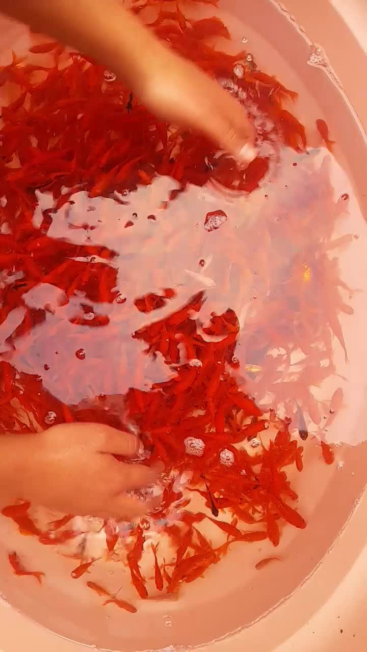 ماهی قرمز|ماهی|اسفراین, |دیوار