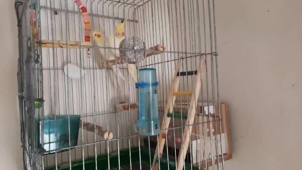 عروس هلندی لطفا آگهی بخونید|پرنده|بوئین زهرا, |دیوار