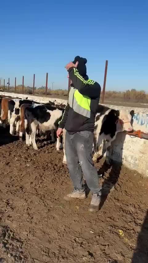 گوساله اصیل پرواری|حیوانات مزرعه|تهران, هفده شهریور|دیوار