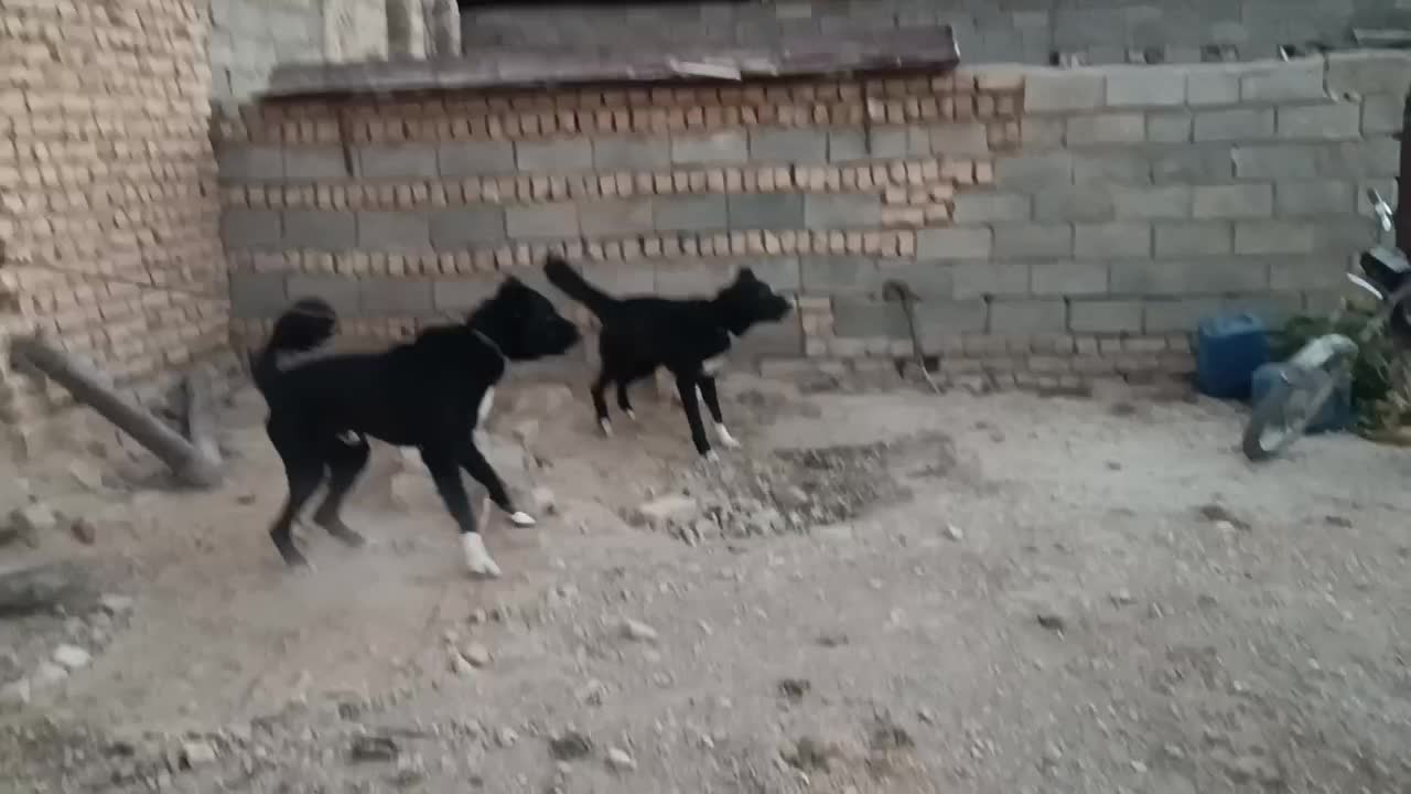 سگ قهدریجانی|سگ|مرودشت, ثبت احوال|دیوار