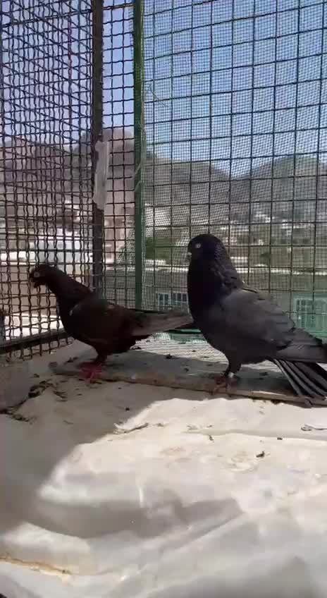 کبوتر اصفهانی پر شجره دار|پرنده|اصفهان, کشاورزی|دیوار