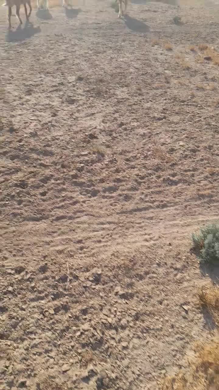 گله میش ۱۳۵ تایی|حیوانات مزرعه|شیراز, شاهچراغ|دیوار