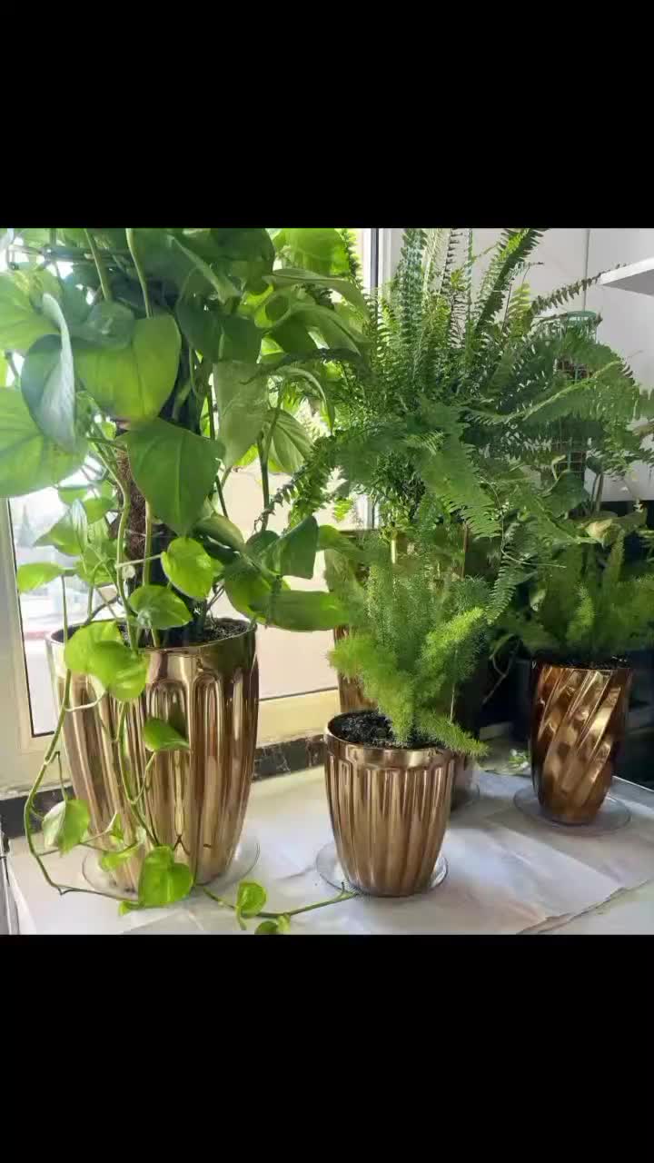 گلدان|گل و گیاه طبیعی|پاکدشت, پاکدشت (مامازند)|دیوار