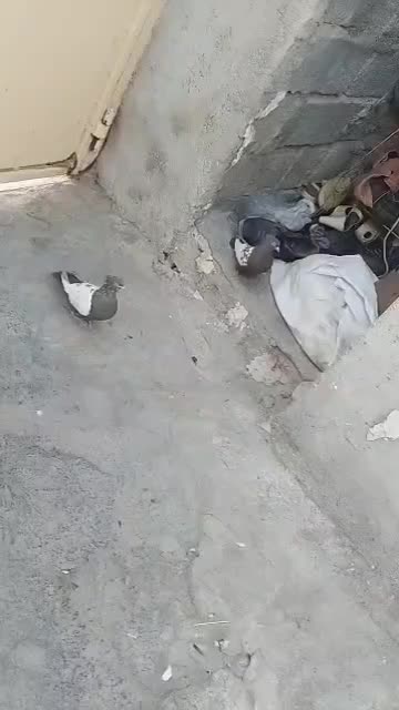 کفتر سینه ای|پرنده|کوه چنار, |دیوار