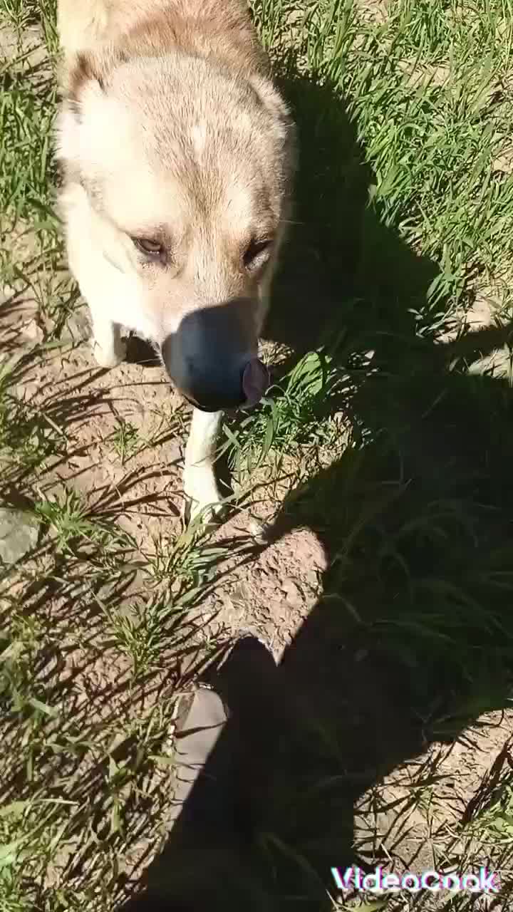 گم شده|سگ|سنندج, |دیوار