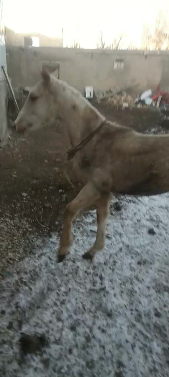 کره فروشی|اسب و تجهیزات اسبسواری|بستان آباد, |دیوار