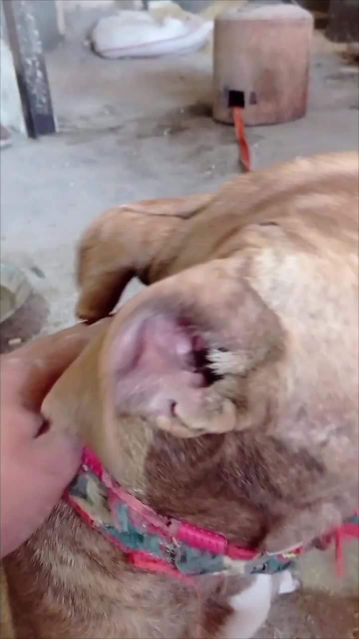 واگذاری پیت بول تریر خالص|سگ|مشهد, جانباز|دیوار