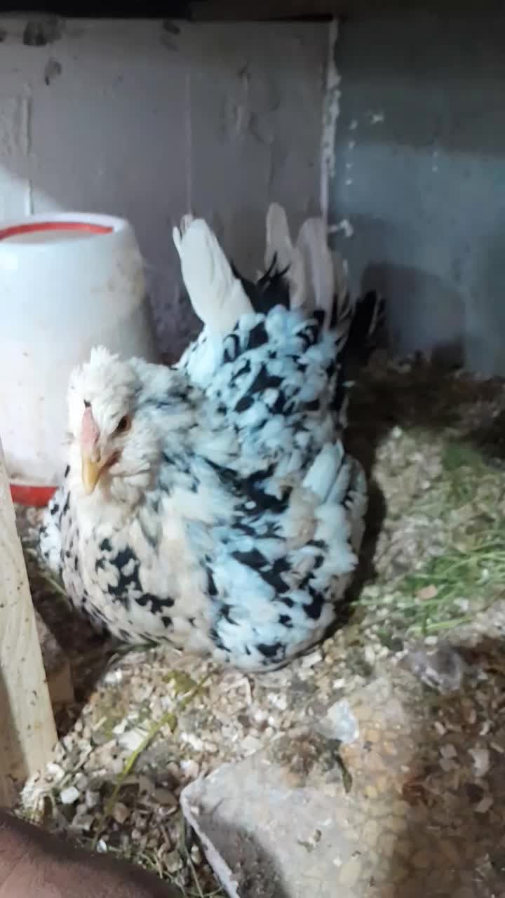 تخم مرغ گلین لری اصل|حیوانات مزرعه|مشهد, دانشجو|دیوار