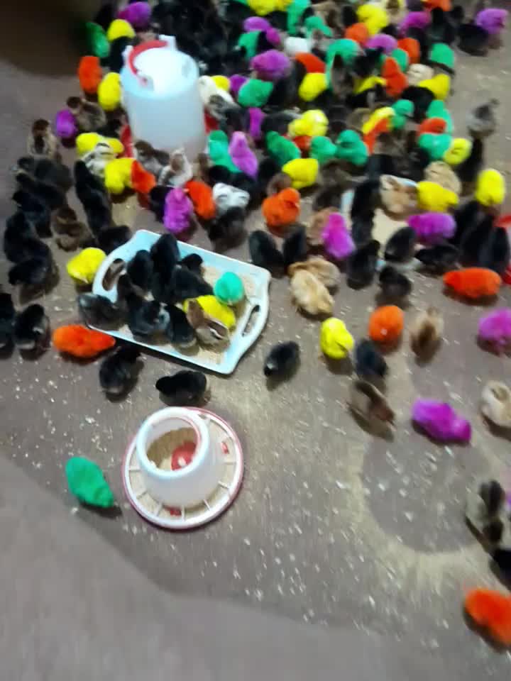 جوجه|حیوانات مزرعه|اهواز, آسیاباد|دیوار