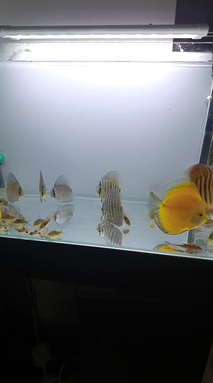 دیسکس|ماهی|تهران, خاک سفید|دیوار