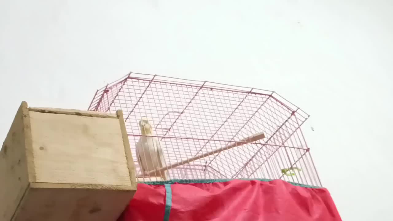 عروس هلندی نر|پرنده|رشت, گیل|دیوار