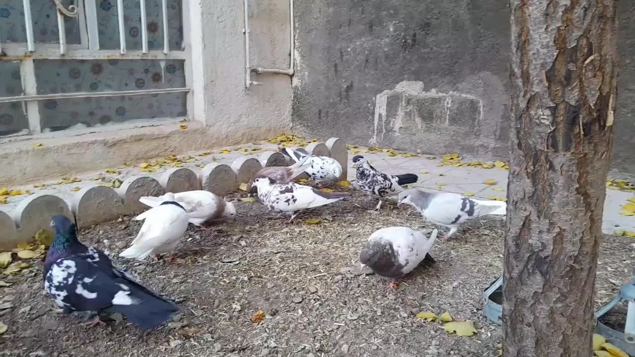 حیوون فروشی|پرنده|تربت‌حیدریه, آغوی|دیوار