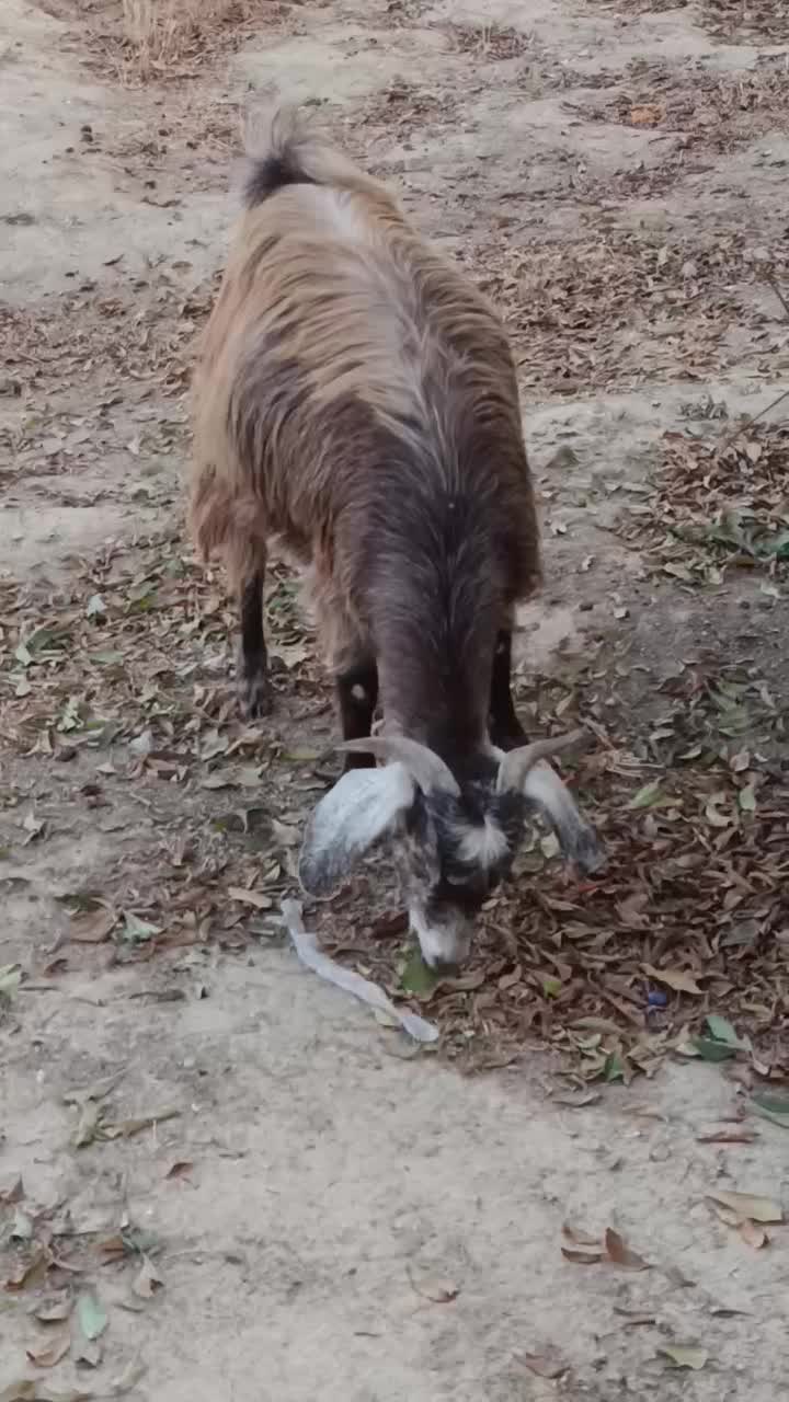 بز دوقلوزا|حیوانات مزرعه|میاندوآب, |دیوار