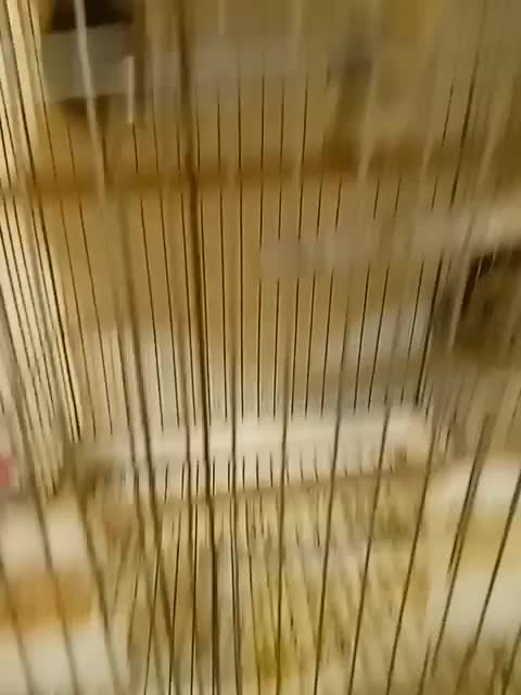 پرنده|پرنده|اهواز, کوی صنایع|دیوار